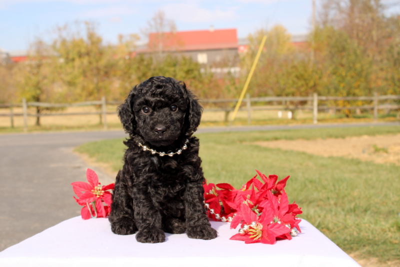 puppy, for, sale, Miniature Poodle, Matthew B. Stoltzfus, dog, breeder, Gap, PA, dog-breeder, puppy-for-sale, forsale, nearby, find, puppyfind, locator, puppylocator, aca